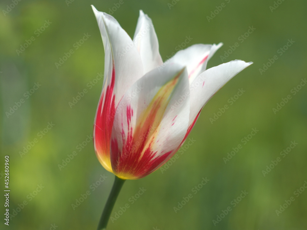 Obraz premium red and white tulip