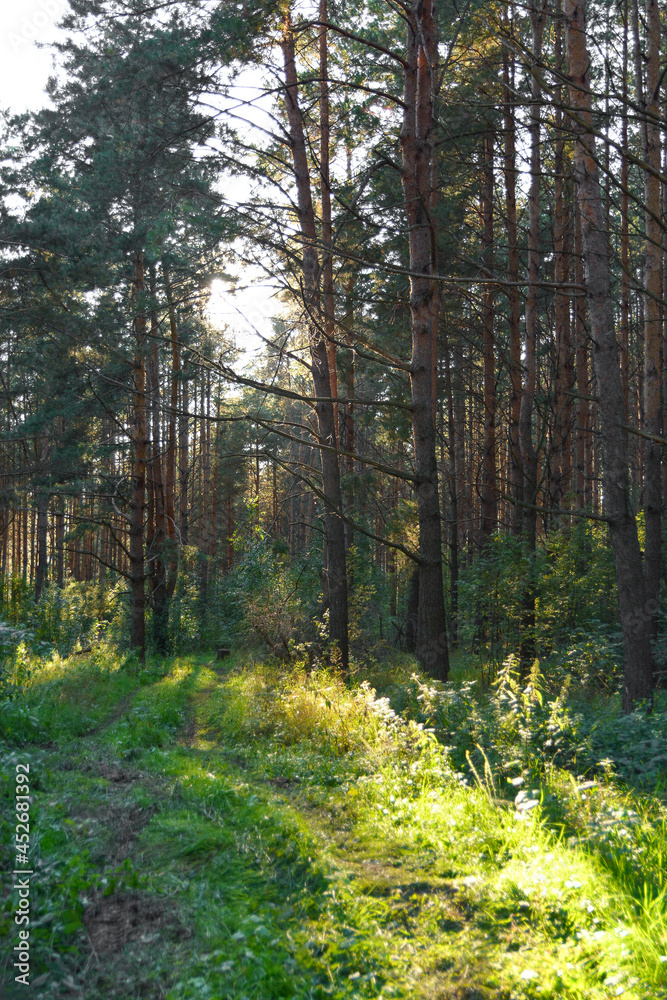 Obraz premium footpath in the woods