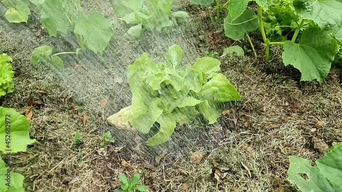 Slow motion of watering the lettuce on the field. Water falling down on lettuce.