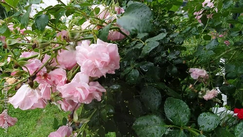 A closeup of pink flowers of rose with falling down raindrops. Pink roses in the rain.