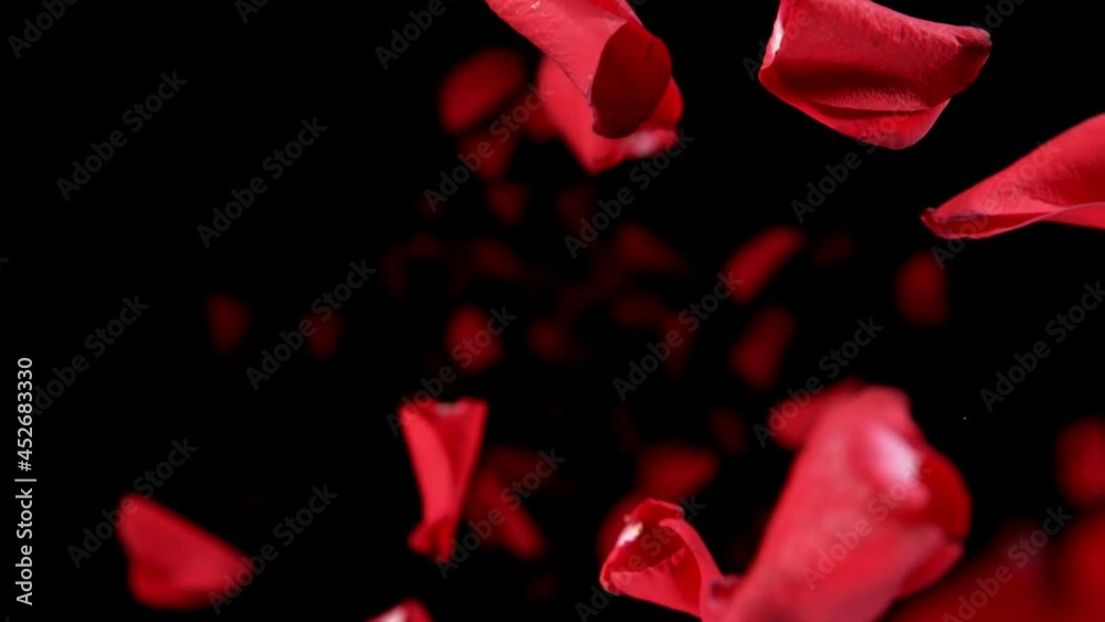 Super slow motion of flying rose petals on black background. Filmed on high speed cinema camera, 1000 fps. Super slow motion of flying rose petals on black background. Filmed on high speed cinema camera, 1000 fps.