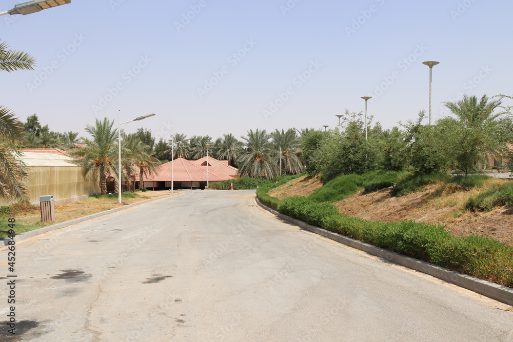 tree palm tomato sky plant road tree palm tomato sky plant road