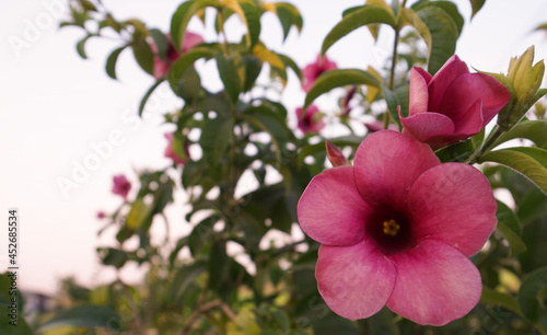 Beautiful purple flower of, Allamanda blanchetii.