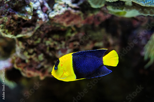 Bicolor angelfish Centropyge bicolor fish underwater in sea photo