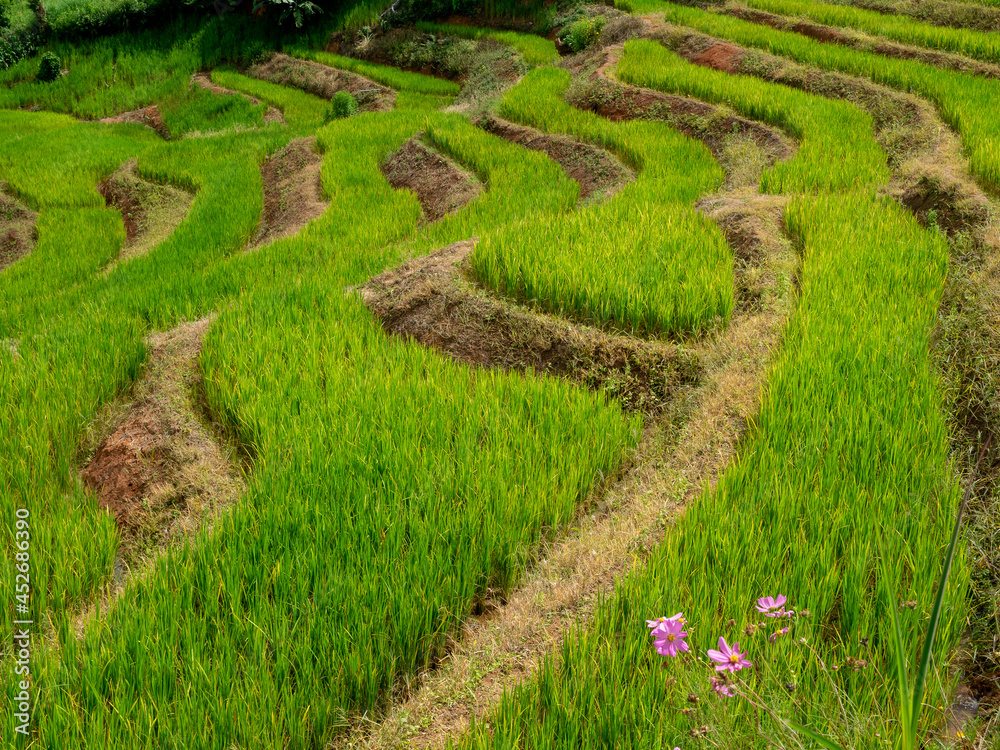 closeup growing young fresh green rice terrace on mountain ladder slope at Pa Bongpiang village during September in rainy season, Chiangmai, Thailand