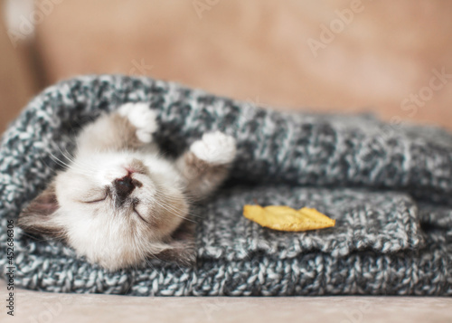 Fototapeta Naklejka Na Ścianę i Meble -  Kitten sleep on knitted plaid