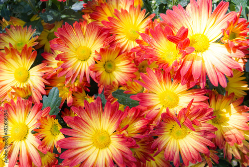 Chrysanthemums flowers are blooming in  garden