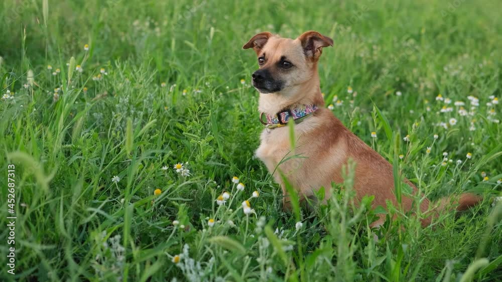 Ginger dog with a collar sitting strait in the field of chamomile and green grass . High quality 4k footage Ginger dog with a collar sitting strait in the field of chamomile and green grass . High quality 4k footage