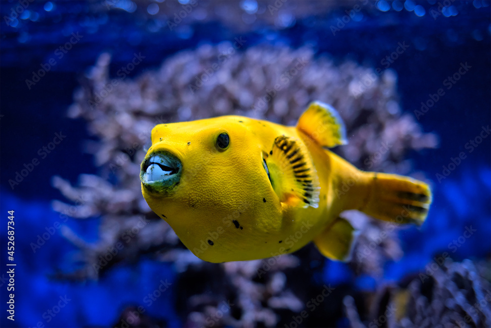 Yellow golden puffer guineafowl puffer fish underwater Stock 写真 | Adobe  Stock