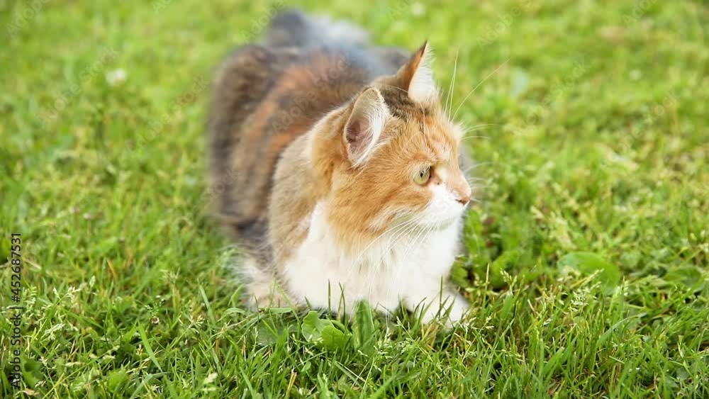 Arrogant short-haired domestic funny tabby cat sneaks through fresh green grass meadow background. Kitten walks outdoors in garden backyard on summer day. Pet care health and animals concept Arrogant short-haired domestic funny tabby cat sneaks through fresh green grass meadow background. Kitten walks outdoors in garden backyard on summer day. Pet care health and animals concept