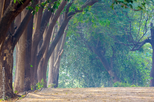 Beautiful Lush Green Nature