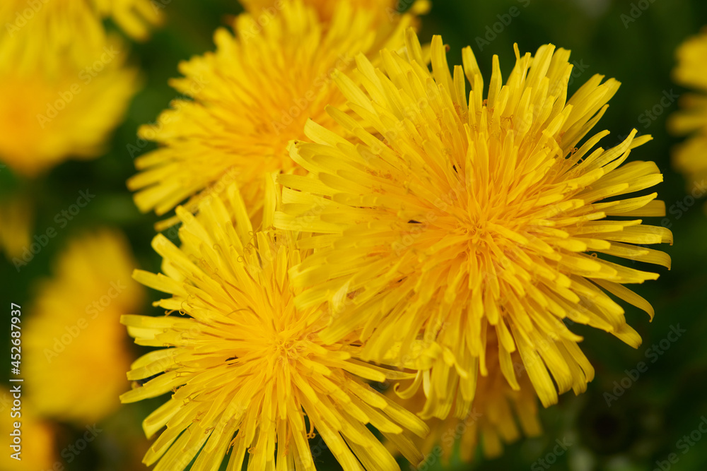 Gewöhnlicher Löwenzahn (Taraxacum sect. Ruderalia) Gewöhnlicher Löwenzahn (Taraxacum sect. Ruderalia)