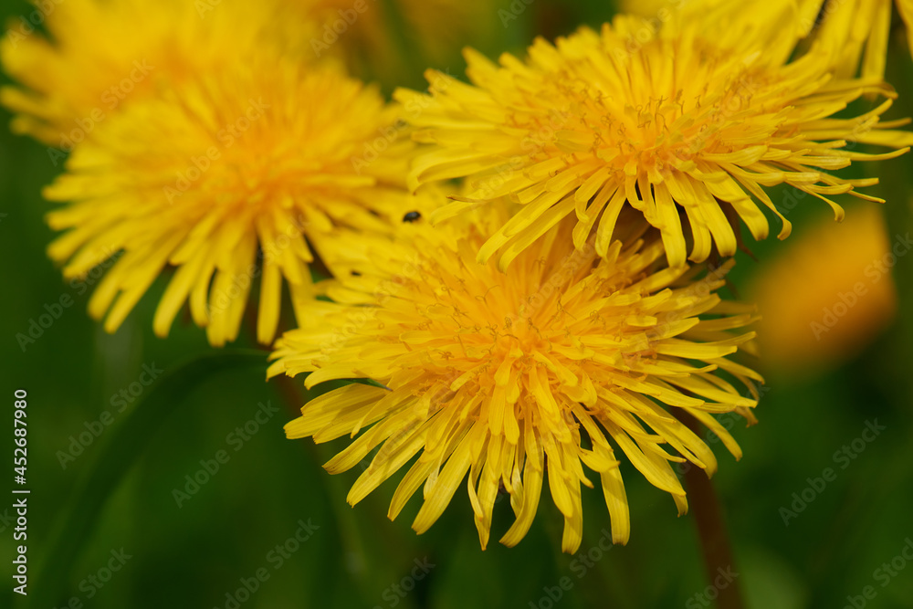 Gewöhnlicher Löwenzahn (Taraxacum sect. Ruderalia) Gewöhnlicher Löwenzahn (Taraxacum sect. Ruderalia)