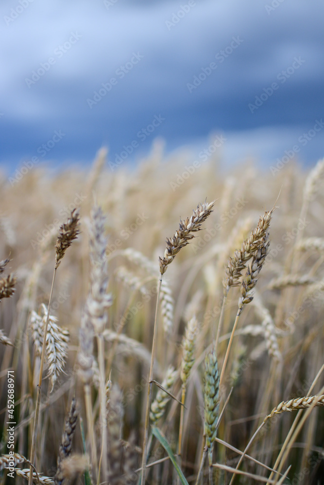 Fototapeta premium Ripe wheat field in the countryside on a cloudy day