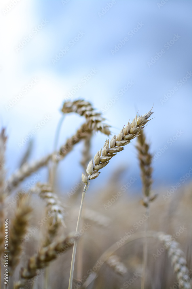 Fototapeta premium Ripe wheat field in the countryside on a cloudy day