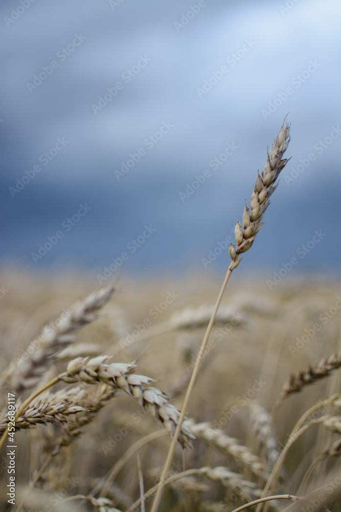 Fototapeta premium Ripe wheat field in the countryside on a cloudy day