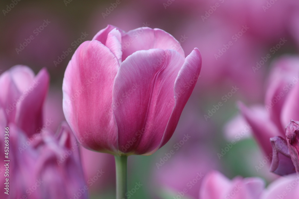 Fototapeta premium Close up of tulips in the garden, a bunch of blooming tulips, fresh, beautiful flower, presents in the city center