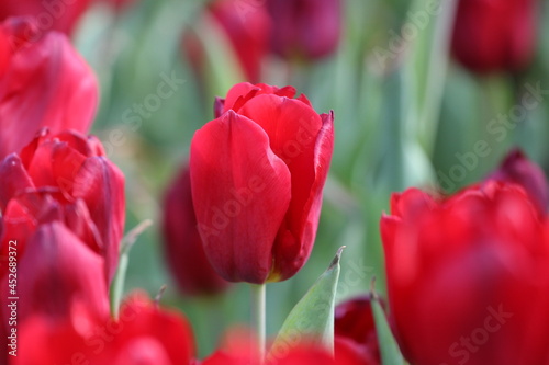 Close up of tulips in the garden, a bunch of blooming tulips, fresh, beautiful flower, presents in the city center