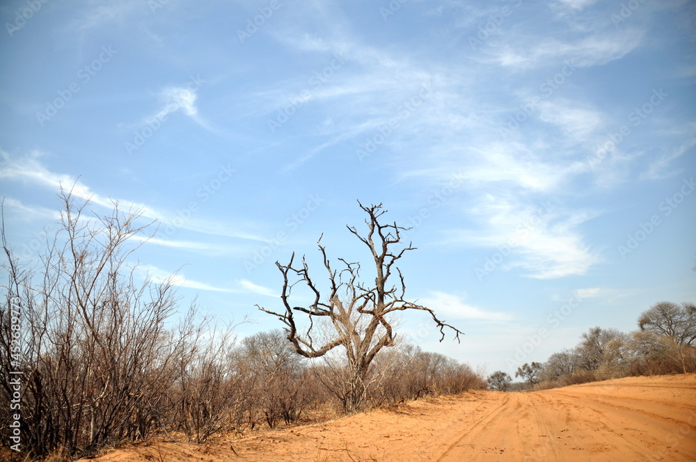 View of bare tree along a sandy road in Chobe National Park at sunny day, Botswana, Africa