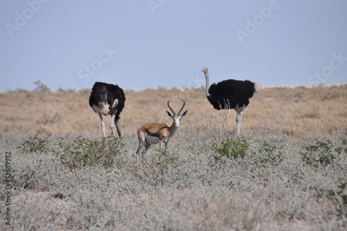 Impala antelope standing between two African ostriches in natural habitat, Etosha National Park, Namibia