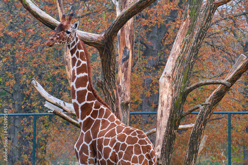 Photography Giraffe is Earth's tallest living mammal and specializes in browsing leaves and flowers from the tops of trees