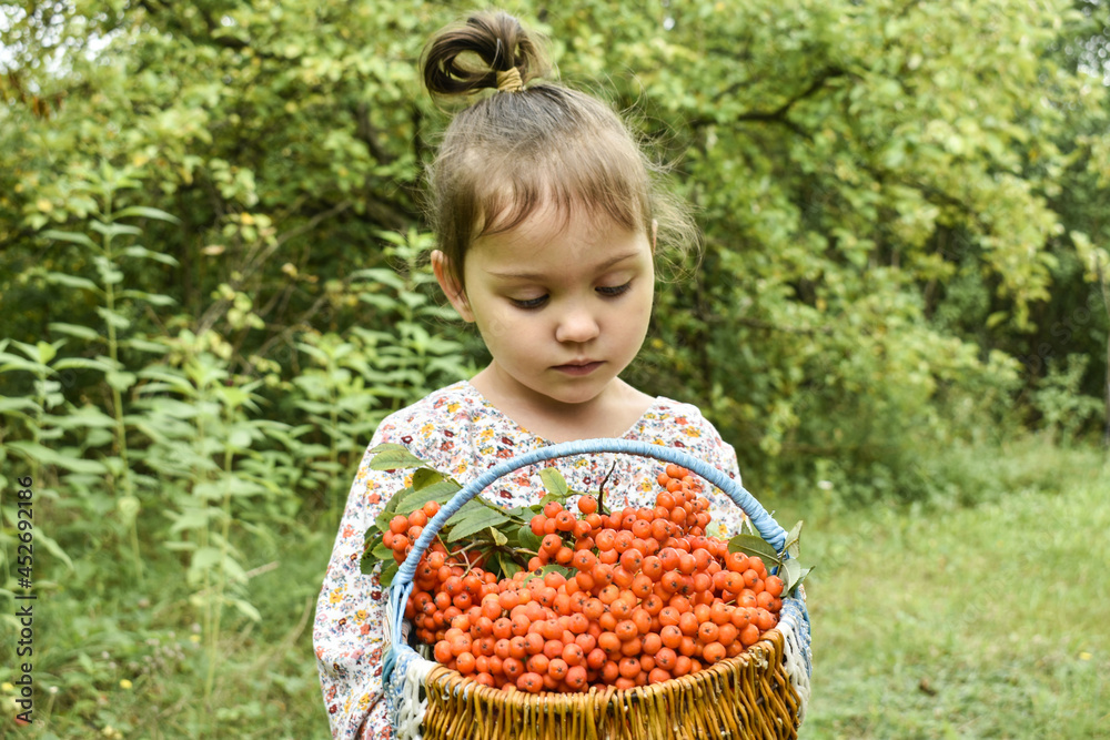 girl with a basket. basket filled with berries. basket with rowan. Girl looking at rowan. Face close up. High quality photo girl with a basket. basket filled with berries. basket with rowan. Girl looking at rowan. Face close up. High quality photo