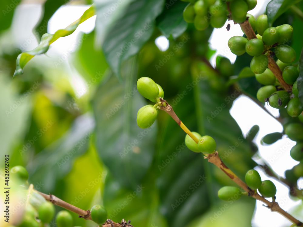 closeup selective focus fresh green coffee cherry on tree branch in garden closeup selective focus fresh green coffee cherry on tree branch in garden