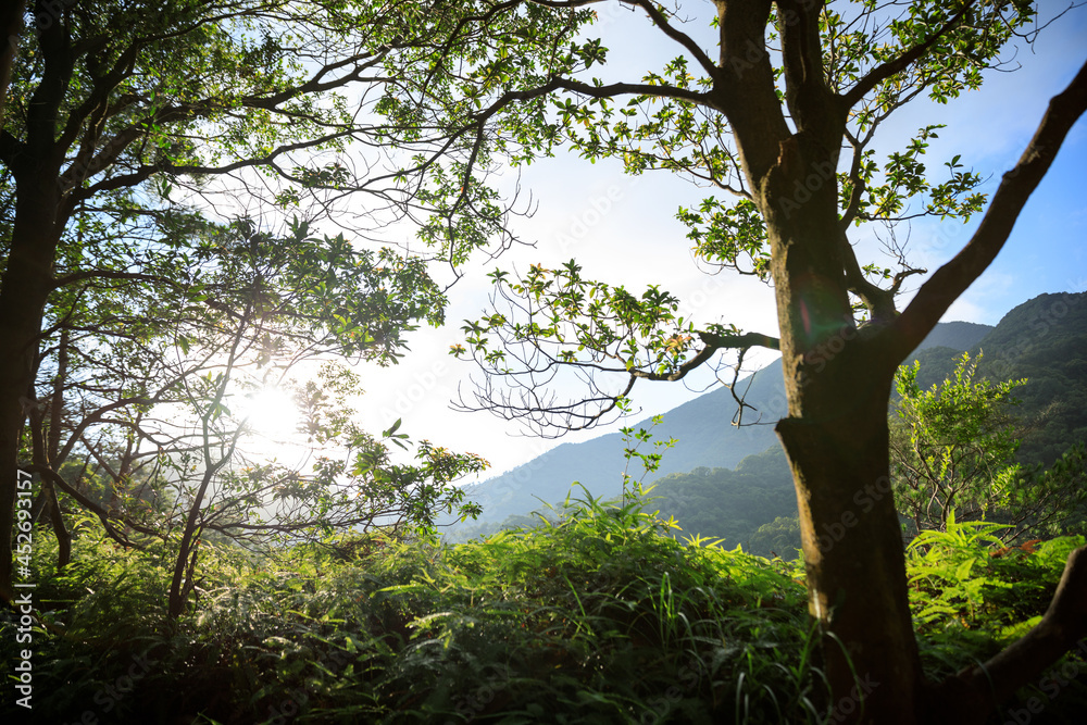 Fototapeta premium Beautiful scene misty forest with sun rays through the tree leaves,lens flare.