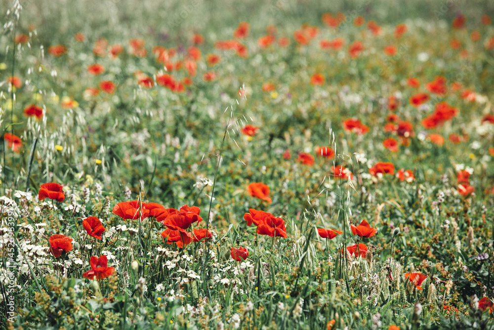 Amapolas