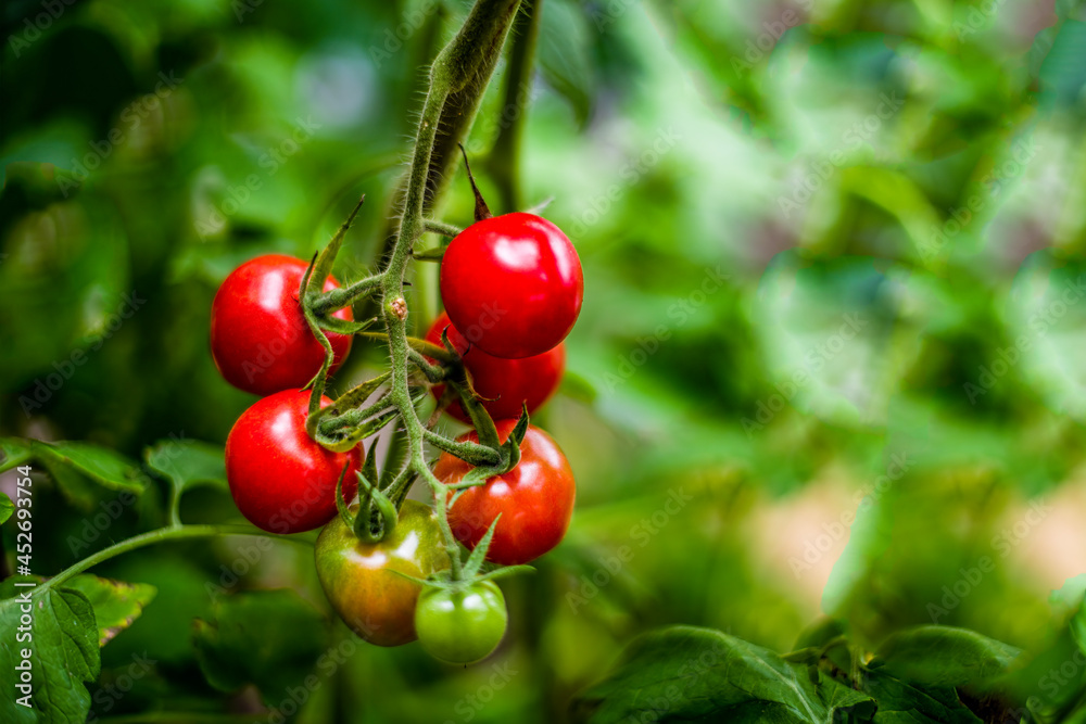 Ripe tomatoes growing on vine in organic vegetable garden. Red cherry heirloom tomatoes.  Solanum lycopersicum. Copy space. Bokeh background.