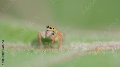 SLOW MOTION, MACRO, DOF: Cute close up of an tiny spider with big black eyes and fuzzy legs. Adorable little jumping spider crawls along a vibrant green tree leaf. Lovely jumper exploring the woods.