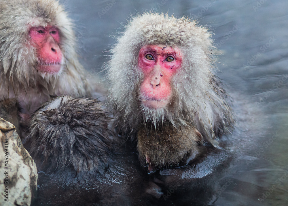 Naklejka premium Japanese snow monkeys bathing in hot spring in winter 