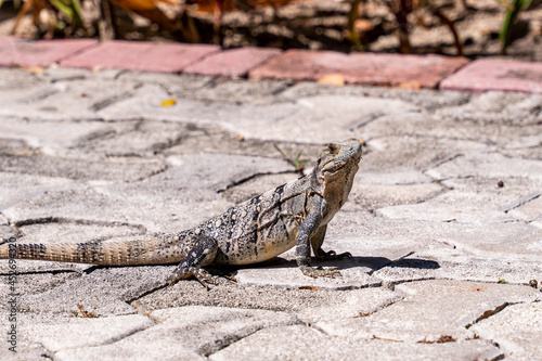 iguana on a rock4 photo