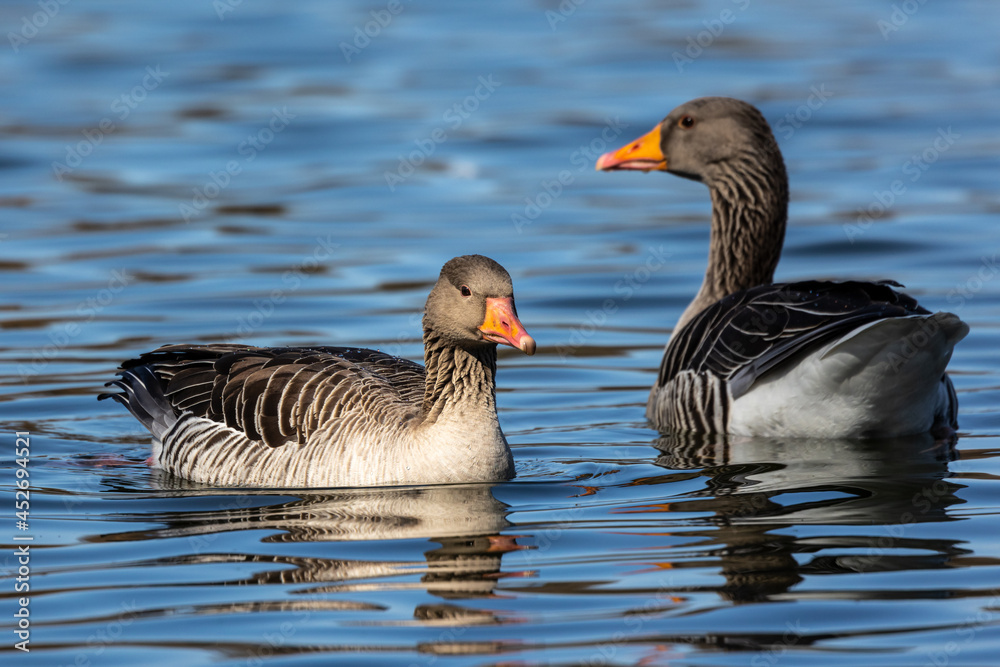 The greylag goose, Anser anser is a species of large goose The greylag goose, Anser anser is a species of large goose