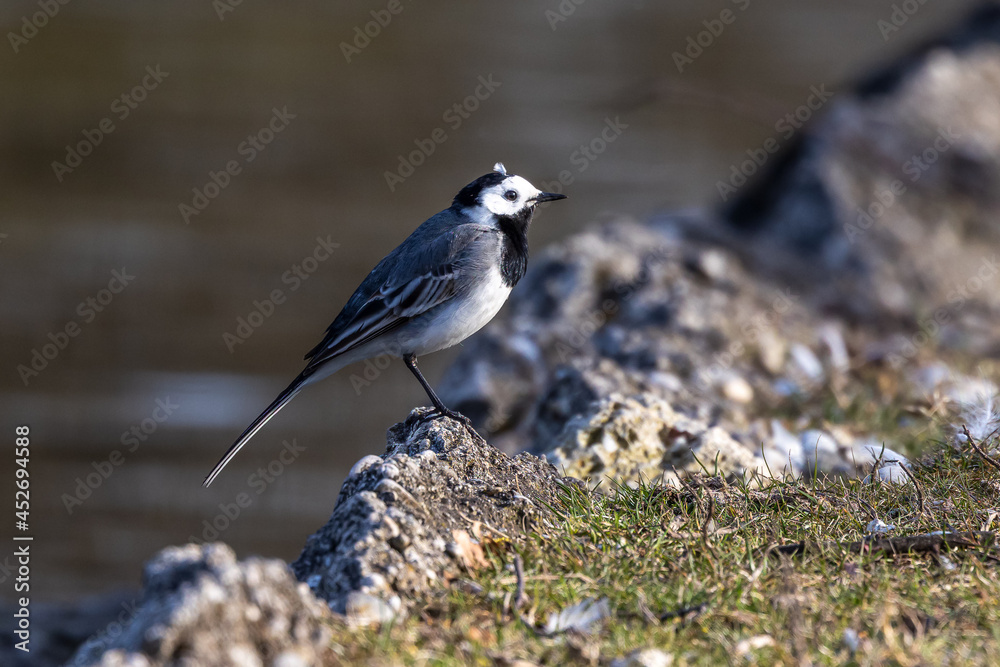 The white wagtail, Motacilla alba is a passerine bird in the family Motacillidae. The white wagtail, Motacilla alba is a passerine bird in the family Motacillidae.