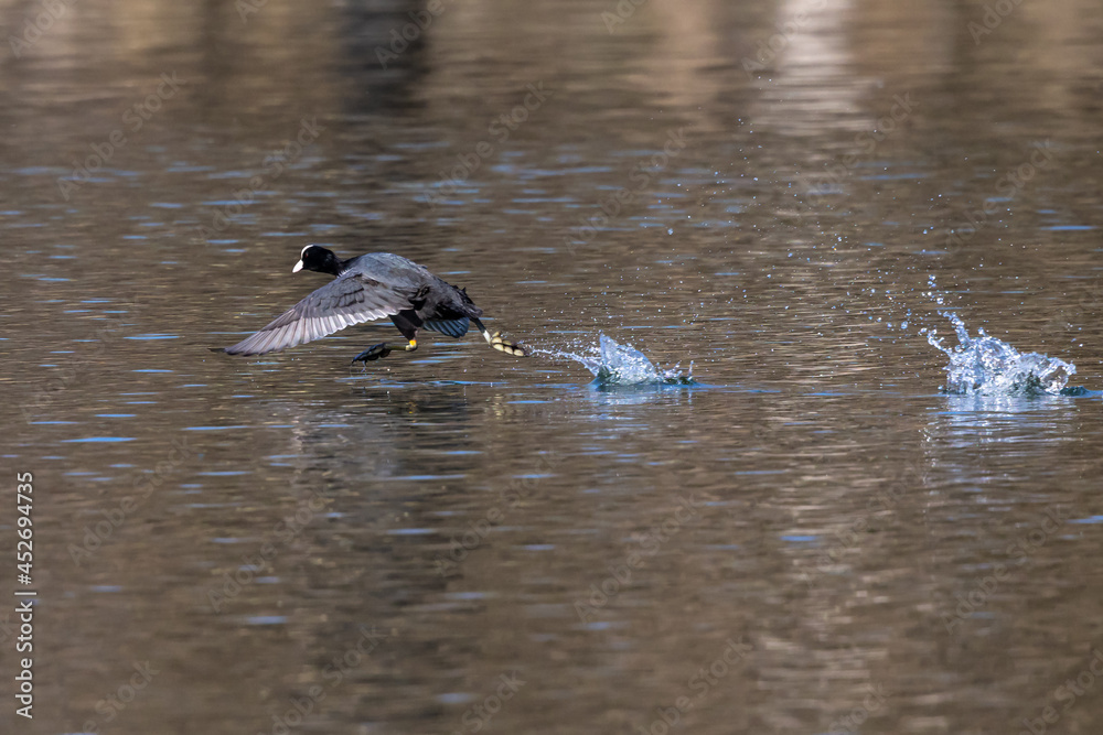 The Eurasian coot, Fulica atra swimming on the Kleinhesseloher Lake at Munich, Germany The Eurasian coot, Fulica atra swimming on the Kleinhesseloher Lake at Munich, Germany