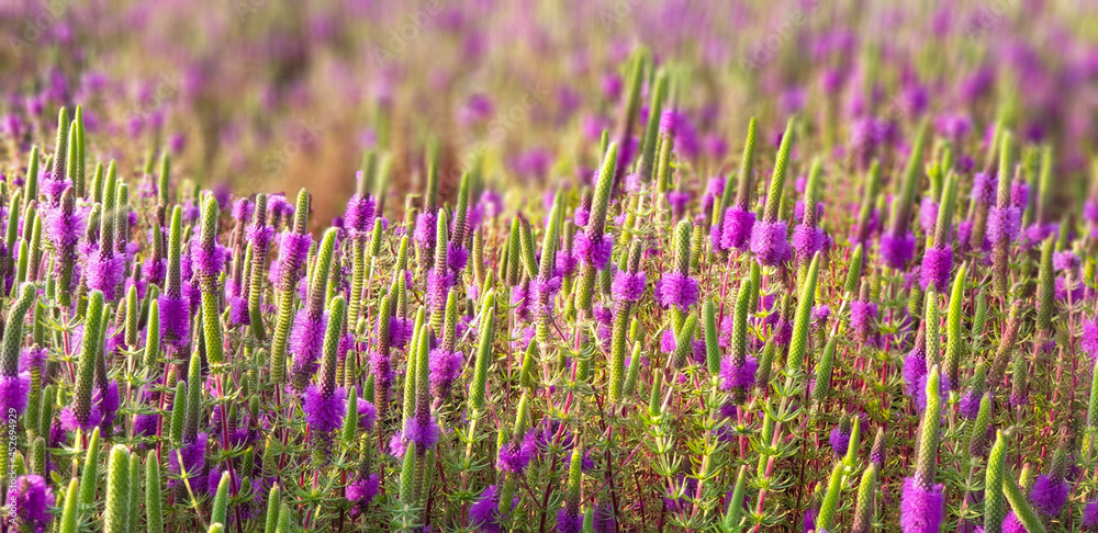 Fototapeta premium Birds and Landscapes 