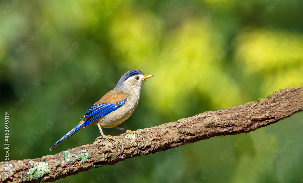 Birds and Landscapes 