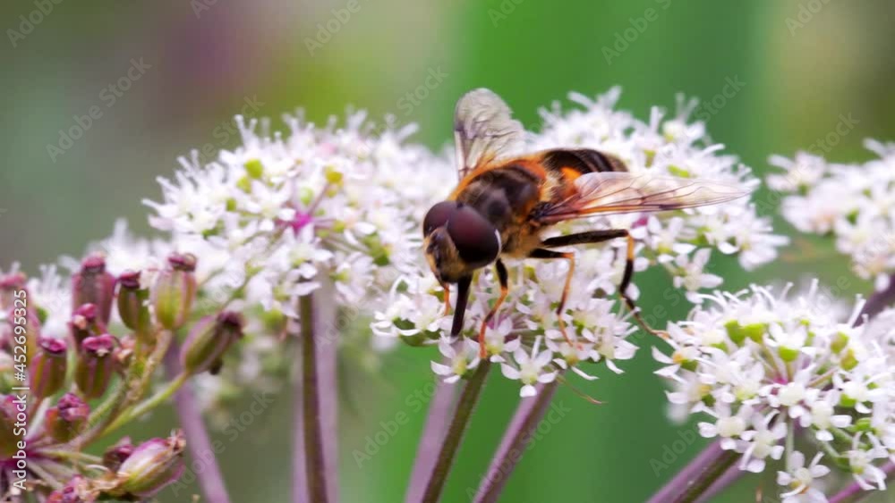 Hoverflies - Drone Fly, Eristalis nemorum on the flowers Hoverflies - Drone Fly, Eristalis nemorum on the flowers