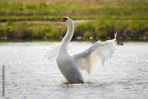 Mute swan splashing wings (Cygnus olor)