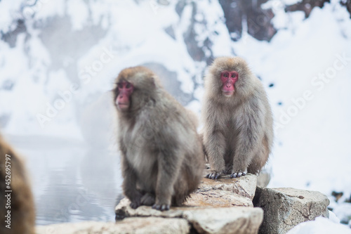 Japanese snow monkeys sitting on the stone 
