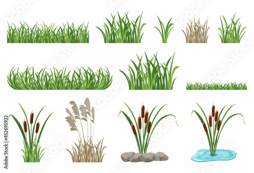 Fotografiet Set of illustrations of reeds, cattails, seamless grass elements.