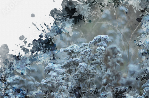 Snow-covered wild dried flowers and grasses. Stems of plants and © Mikhail