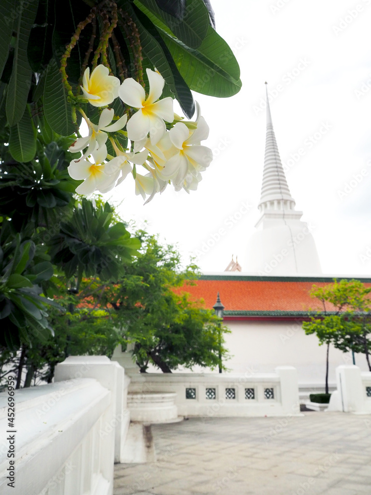Plumeria flower with nature background. white frangipani tropical flower, plumeria flower blooming on tree, spa flower.in temple at Thailand and blur temple background