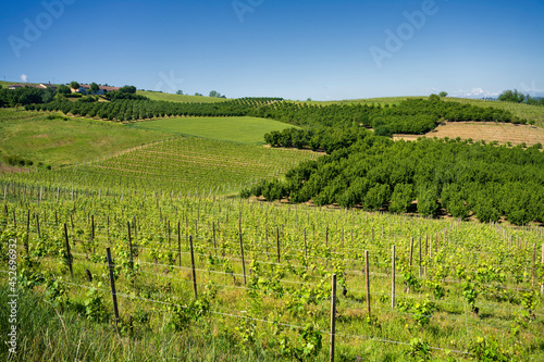 Fototapeta Naklejka Na Ścianę i Meble -  Vineyards of Langhe, Piedmont, Italy at May