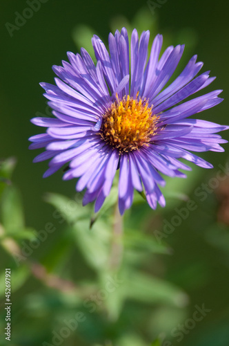 close up of a purple New England Aster