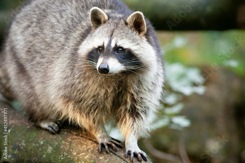 The most characteristic physical feature of the raccoon is the area of black fur around the eyes, like a bandit´s mask