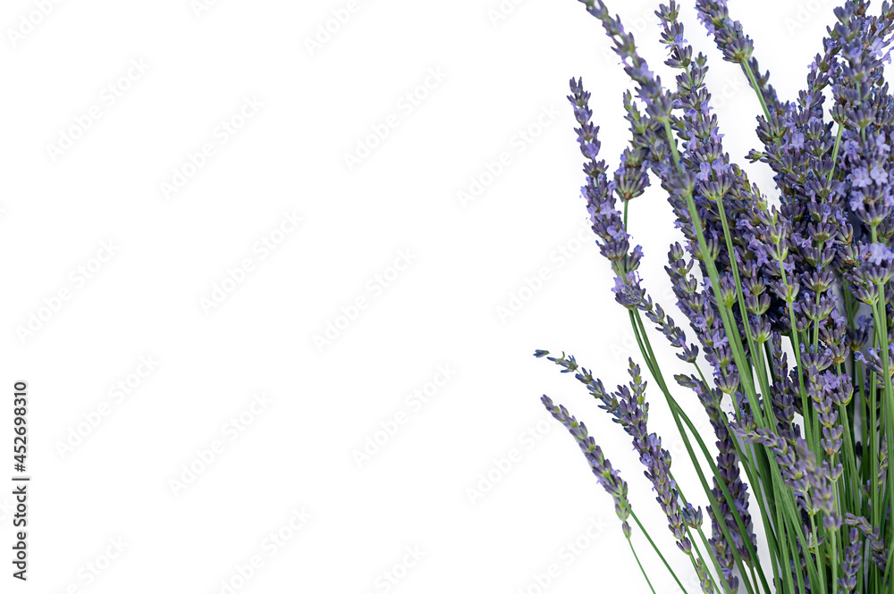 Naklejka premium Levander, aka levandula, violet flowering plant isolated, greeting card