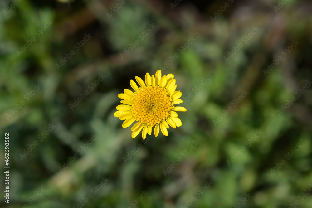 Yellow chamomile Yellow chamomile