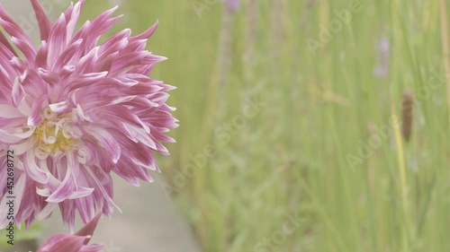 blumen schwenk grün rot 4k video park detail